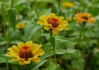 ジニア～百日草