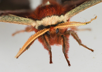 秋色の装いで。。