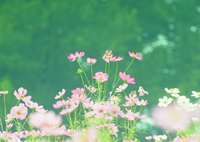 里山ガーデンコスモス