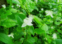 白が眩しい常盤ツユクサ