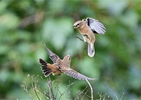 ノビタキさんのバトル