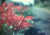 film 30年前に消費期限の切れたカラーフィルム使ってみた