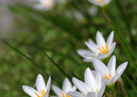 玉簾（たますだれ）