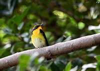 秋のキビタキ君