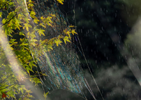 日和雨に煌めく