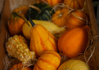 ハロウィンの主役