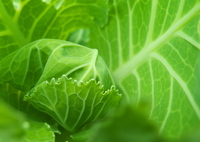 球になれキャベツ！