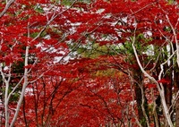 春に撮った紅葉トンネル