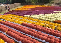 ガーデンマムの花絵