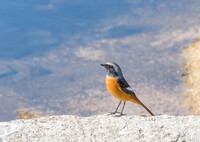 夏のあとは、冬がくる・・ジョウビタキ