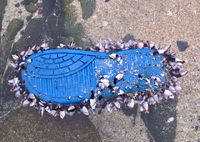 漂着：命の寄りどころ