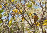 羽根の休息、秋の午後