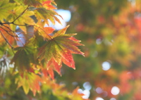 今年の紅葉は・・♡