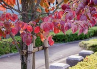 束の間の陽光　DSC02895