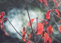 シェアリングな秋…