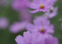 晴れやかに秋の花