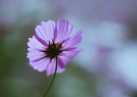 光に輝き光を歓ぶ