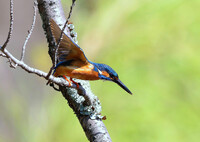 桜木からロックオン