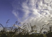 羊雲とススキ  DSC04225-