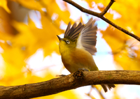 秋色に染めて　メジロ