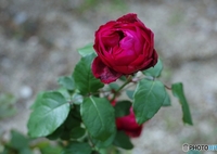 「はいから」さん