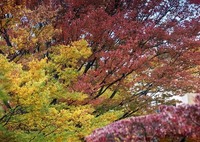 散策道の秋もよう  DSC04309.