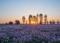 コスモス畑からおはようございます