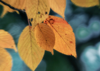 晩秋もよう  DSC04305