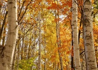 秋を全身に浴びる