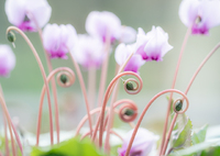 くるくるシクラメン