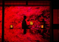 萌えるドウダンツツジ