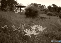 此処だけの白花