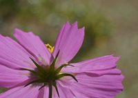 見頃を過ぎても