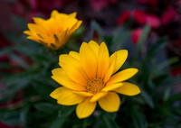 寒さにも負けず・・ガザニア