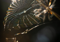 晩秋の光と風に