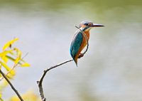 カワちゃんのひと時