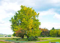 黄葉には早かった！