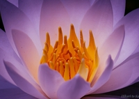 妖艶：浄化か、汚染か