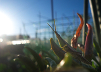 唐辛子を抱えるバッタ