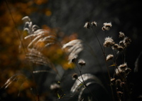 「枯れ莇」芒と紅葉を配して