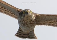 ハイタカさんが来る