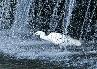 修行するコサギさん！