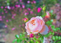 咲き進む秋バラたち