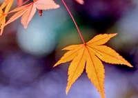 名もなき秋の歌