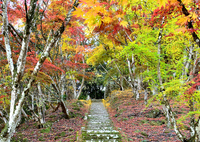 御霊もみじ2022　晩秋-4　参道石段　登り