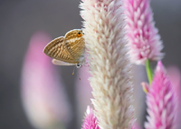 pink candle.+*:ﾟ+｡.☆