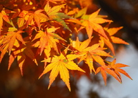 紅へ