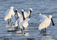 クロツラさんの一休み