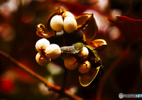 殻と踏む、白き実の痕