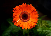 暖色花・・ガーベラ